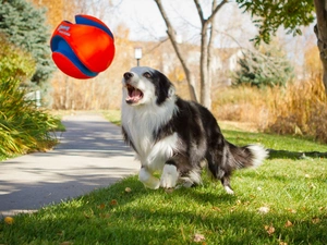 Ball, dog, Park