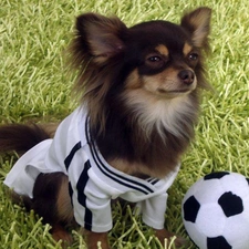 Shirt, Ball, dog