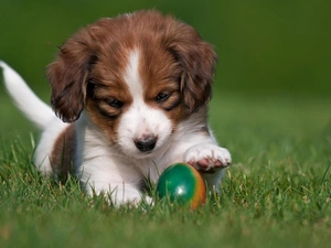 doggy, Ball, the ball, Puppy