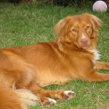 Balls, Retriever Nova Scotia