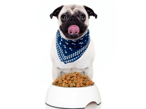 bowl, fodder, Funny, Tounge, shawl, pug, dog, Bandana