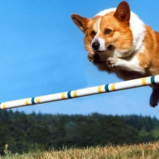 jump, bar, dog