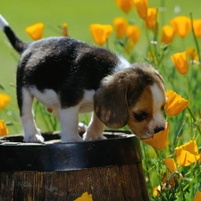 Beagle, barrel, Puppy