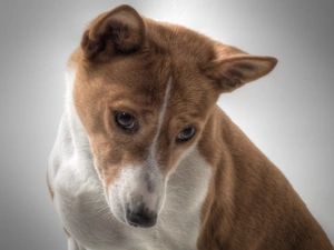 Basenji, thoughtful, dog