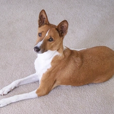 Basenji