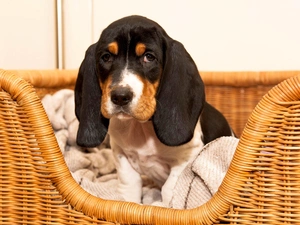 basset, dog