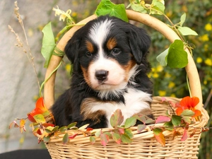 pastoral, basket, Bernese, dog, Puppy