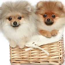 basket, Pomeranian, Dogs