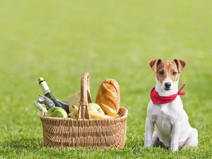 basket, Jack Russell Terrier, apples, grass, dog, bread, picnic