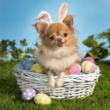 basket, Rabbit, ears, dog, eggs, Chihuahua