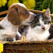 basket, Beagle, cat, Flowers, puppie