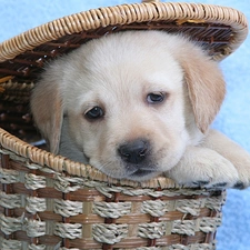 basket, Puppy