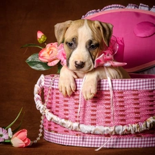 Puppy, basket, dog