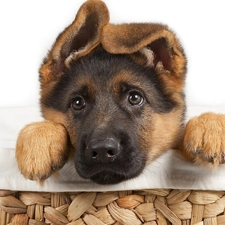 Puppy, basket, dog