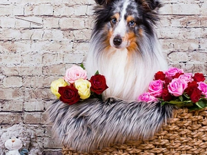 mascot, wall, roses, basket, shetland Sheepdog