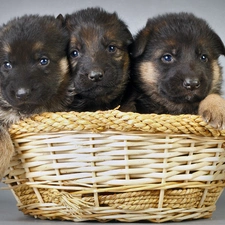 basket, German Shepherds, Three, puppies