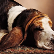 basset