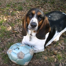 Ball, Basset Hound