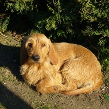 Basset Fauve de Bretagne, hunched