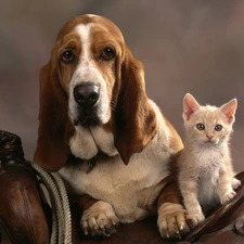 cat, basset, anticline