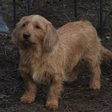 Basset Fauve de Bretagne