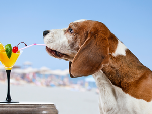 dog, Funny, drinks, basset