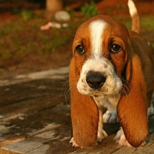 basset, dog