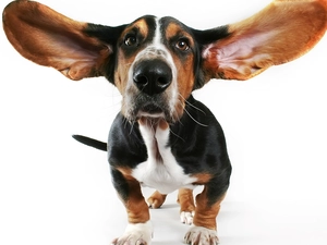basset, dog, ears
