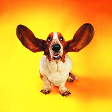 ears, basset, Great