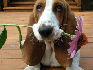 Basset Hound, Flower