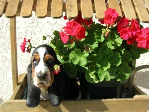 Basset Hound, Flowers