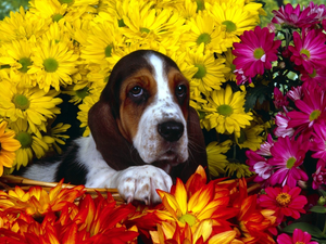 Flowers, Basset Hound