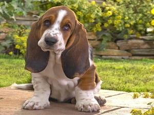 Garden, Basset Hound