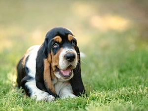 Meadow, Basset Hound, Puppy, grass