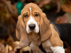 Basset Hound