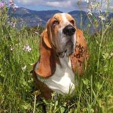 Meadow, basset, Mountains
