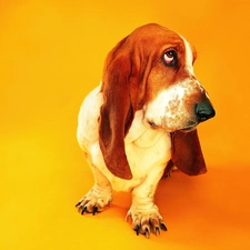 race, basset, dog