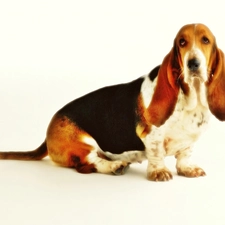 basset