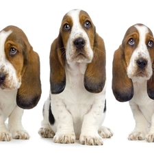 spotted, Bassets, Three