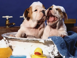 Bath, Dogs, bath