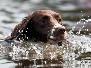 English Springer Spaniel, bath