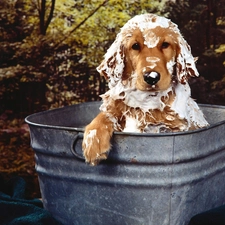 Spaniel, bath, Cocker