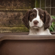 bathtub, doggy