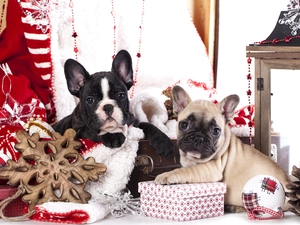Dogs, Two cars, puppies, French Bulldogs, bauble, lantern, cones, gifts, Stars