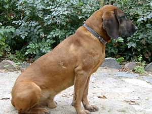 dog-collar, sitter, Bavarian Mountain Hound