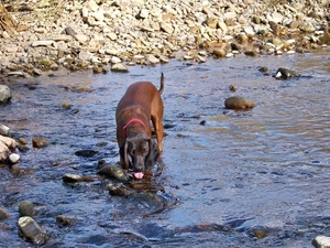 Stones, Bavarian Mountain Hound, water