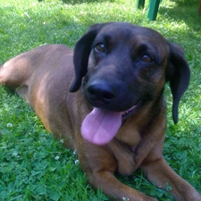 Bavarian Mountain Hound, tongue, lying