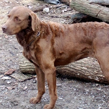 Chesapeake Bay retriever