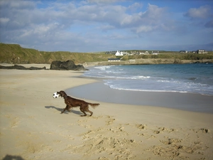 Ball, Irish Setter, Beaches