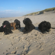 Beaches, French Briard Sheepdogs